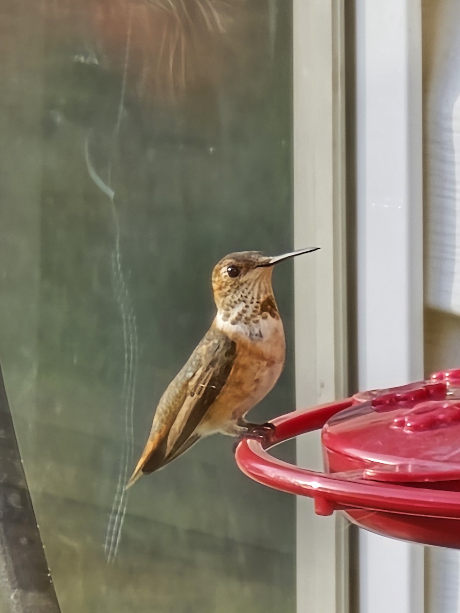 Rufous Hummingbird - ML646965897