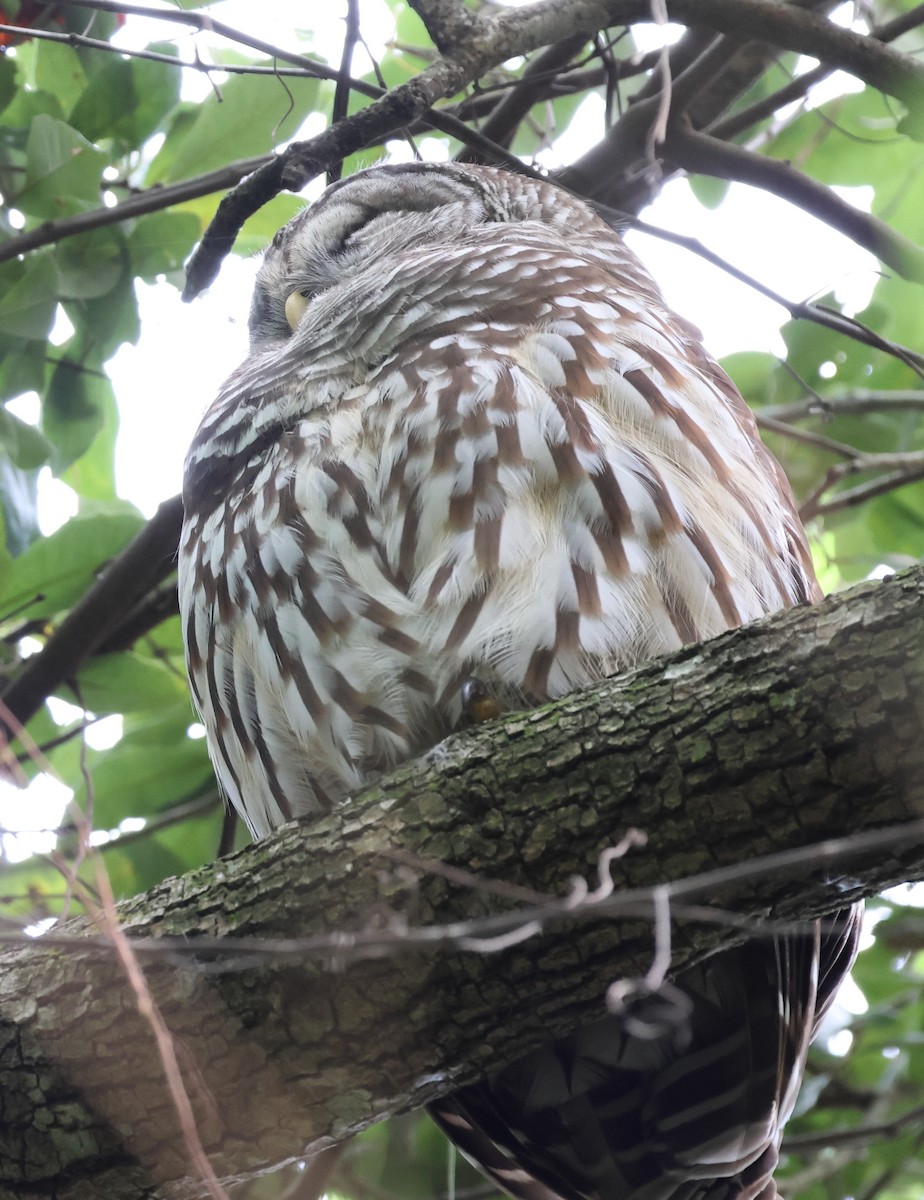 Barred Owl - ML646965899