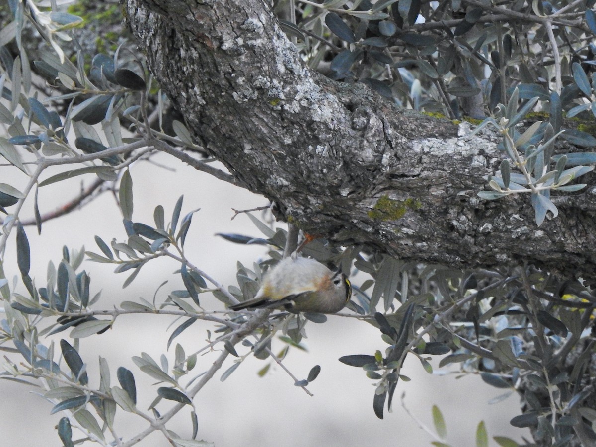 Goldcrest - ML646965900