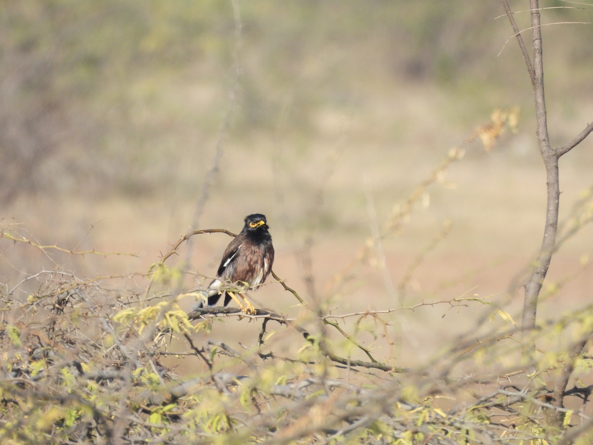 Common Myna - ML646965901