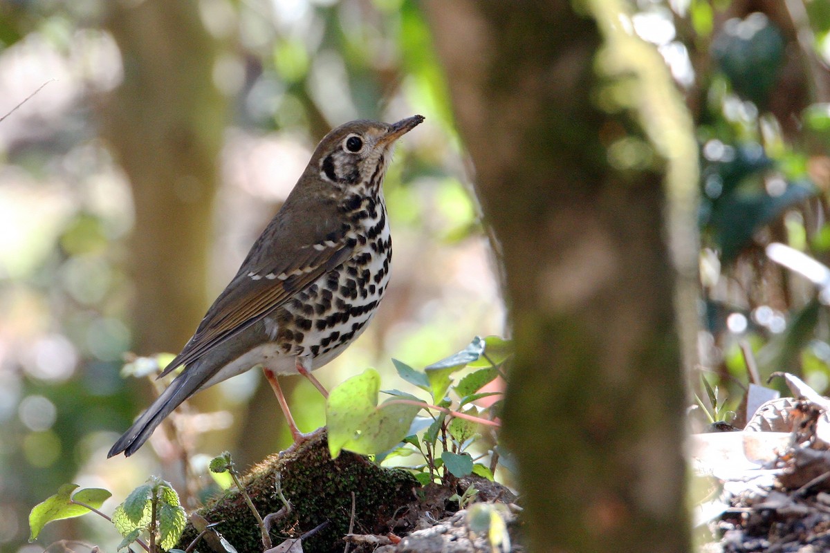 Çin Ardıcı - ML646965902