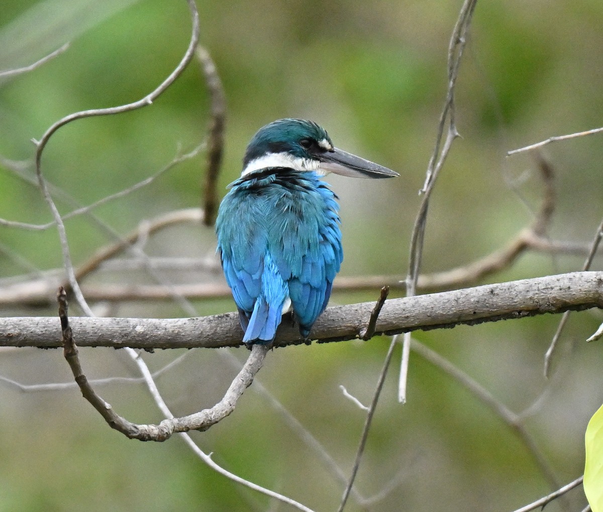 Collared Kingfisher - ML646965903