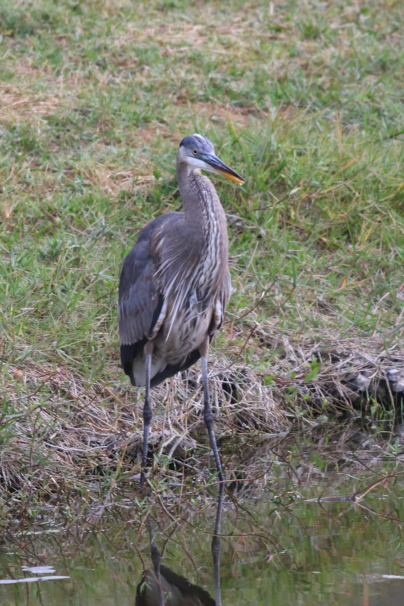 Great Blue Heron - ML646965904
