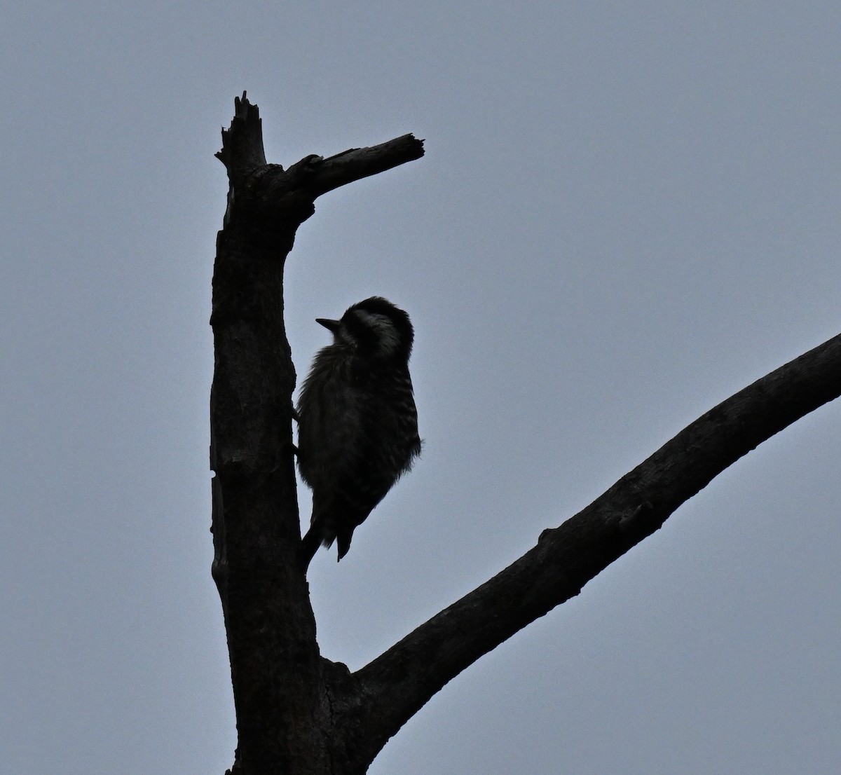Sunda Pygmy Woodpecker - ML646965907