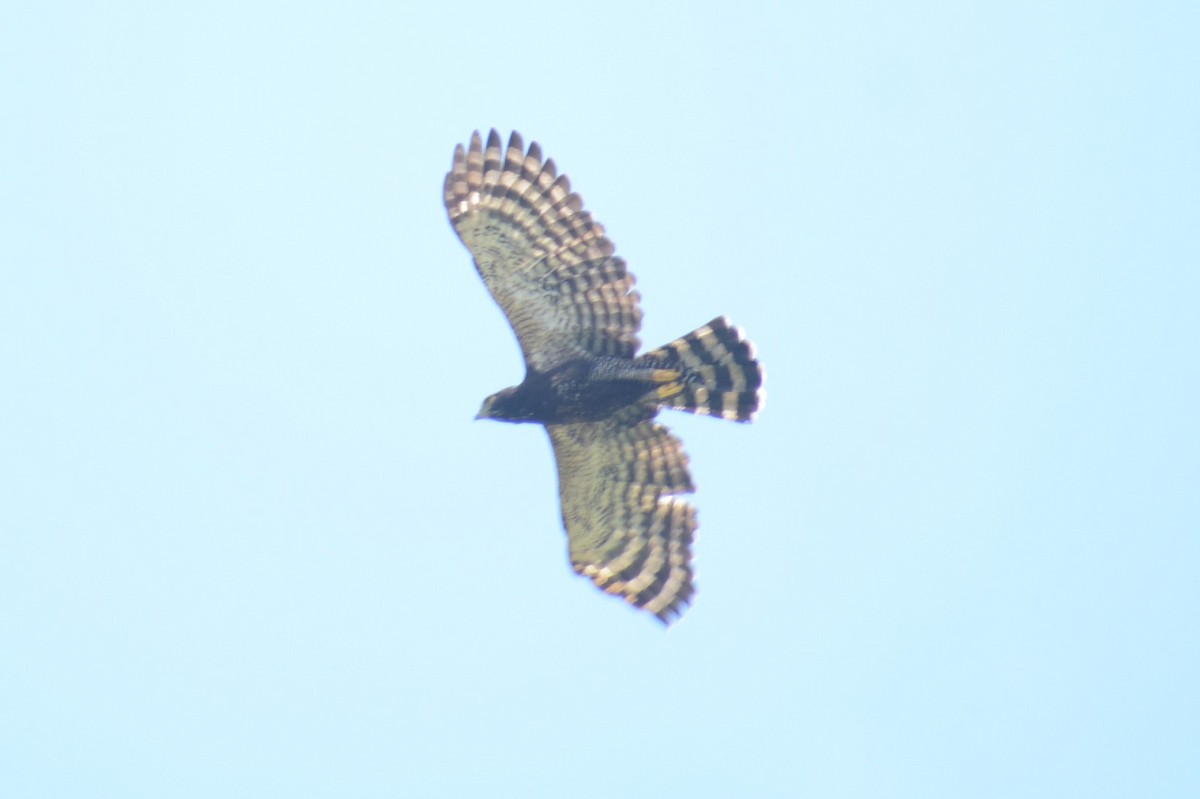 Black Hawk-Eagle - ML646965908