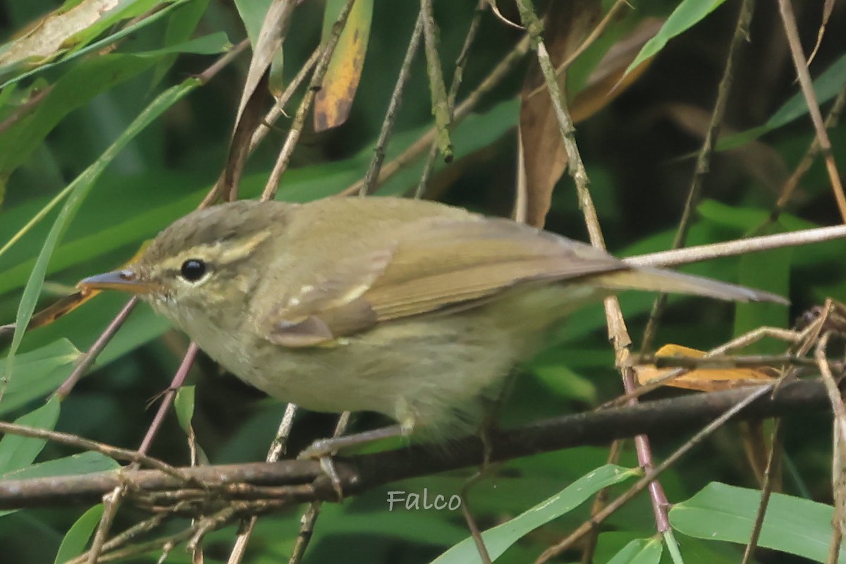 Large-billed Leaf Warbler - ML646965911