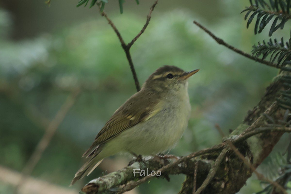 Large-billed Leaf Warbler - ML646965912