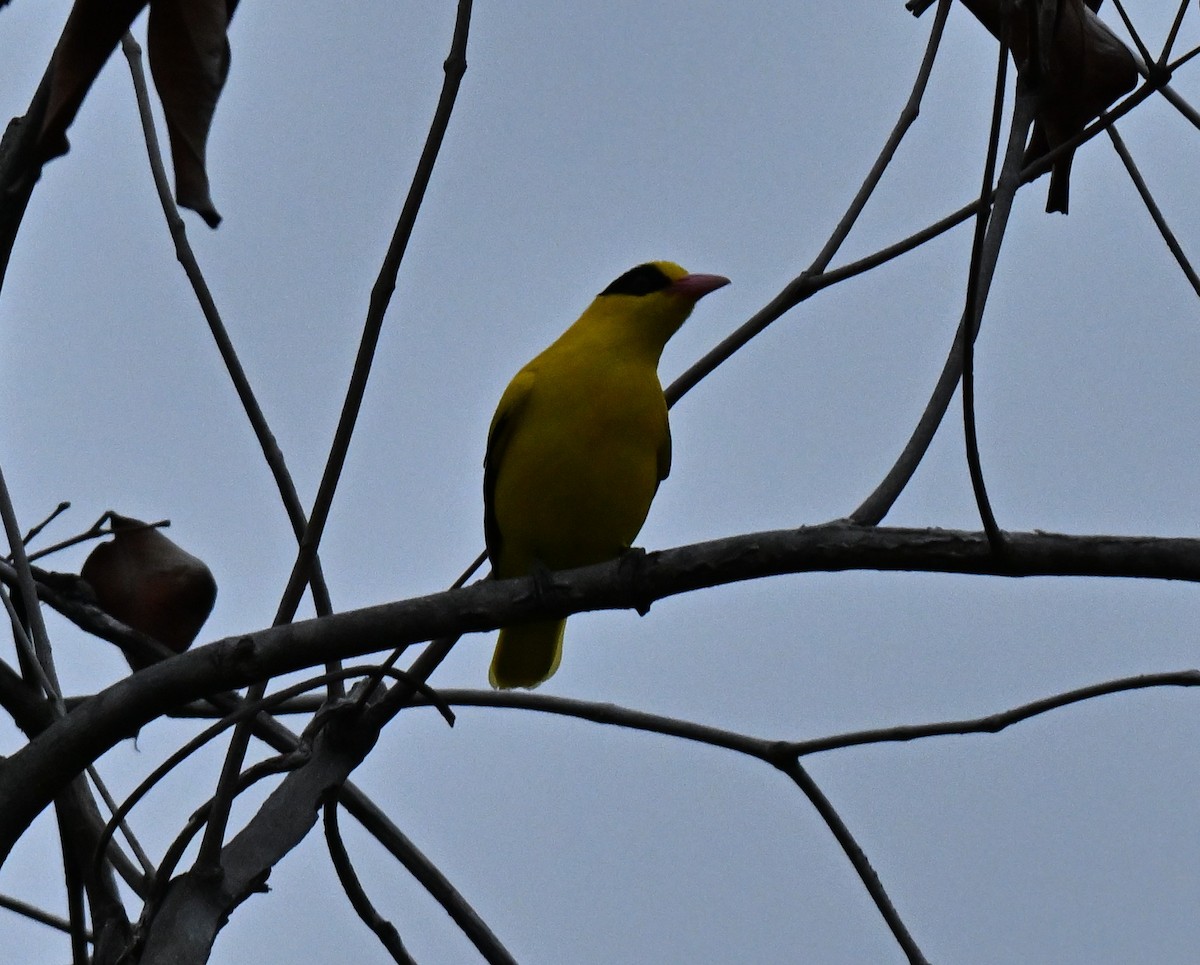 黃鸝 - ML646965914