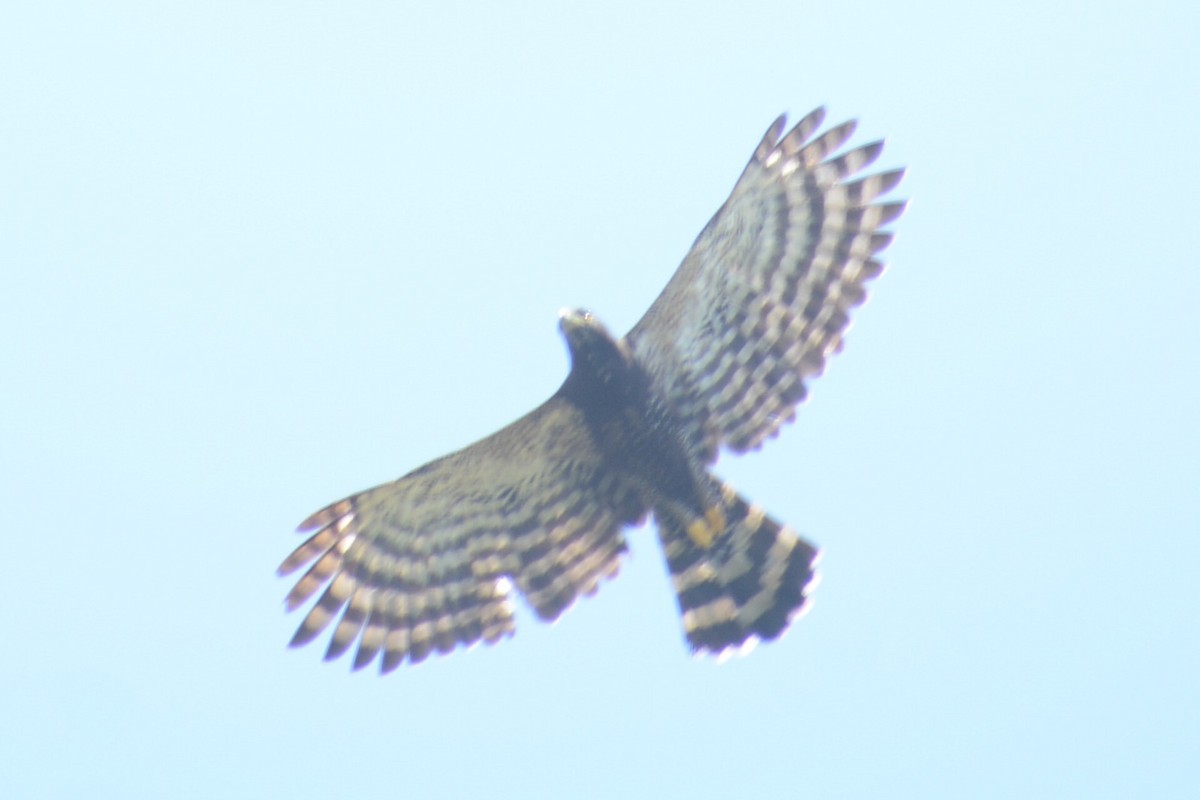 Black Hawk-Eagle - ML646965915