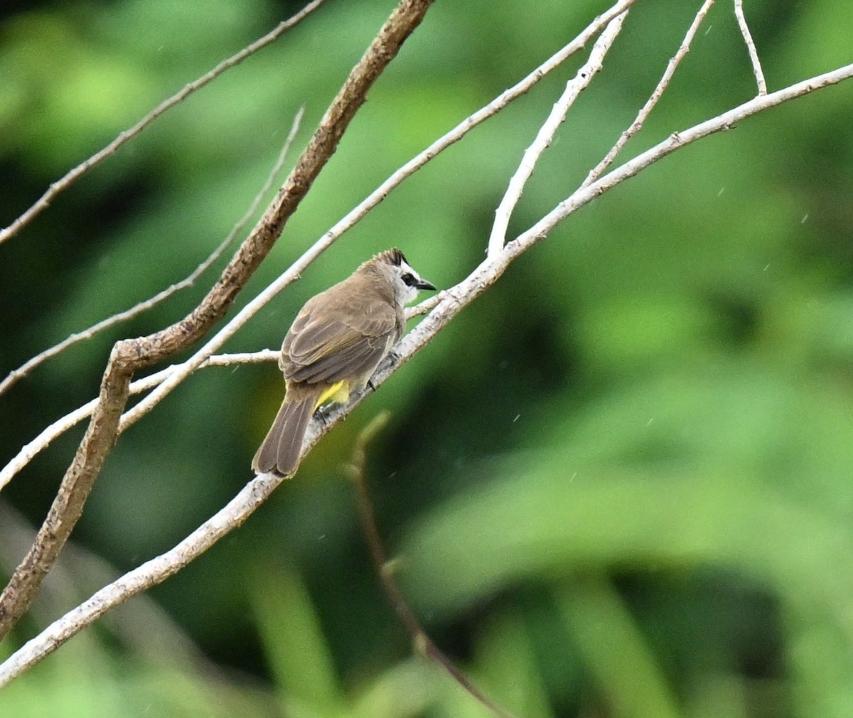 Yellow-vented Bulbul - ML646965919