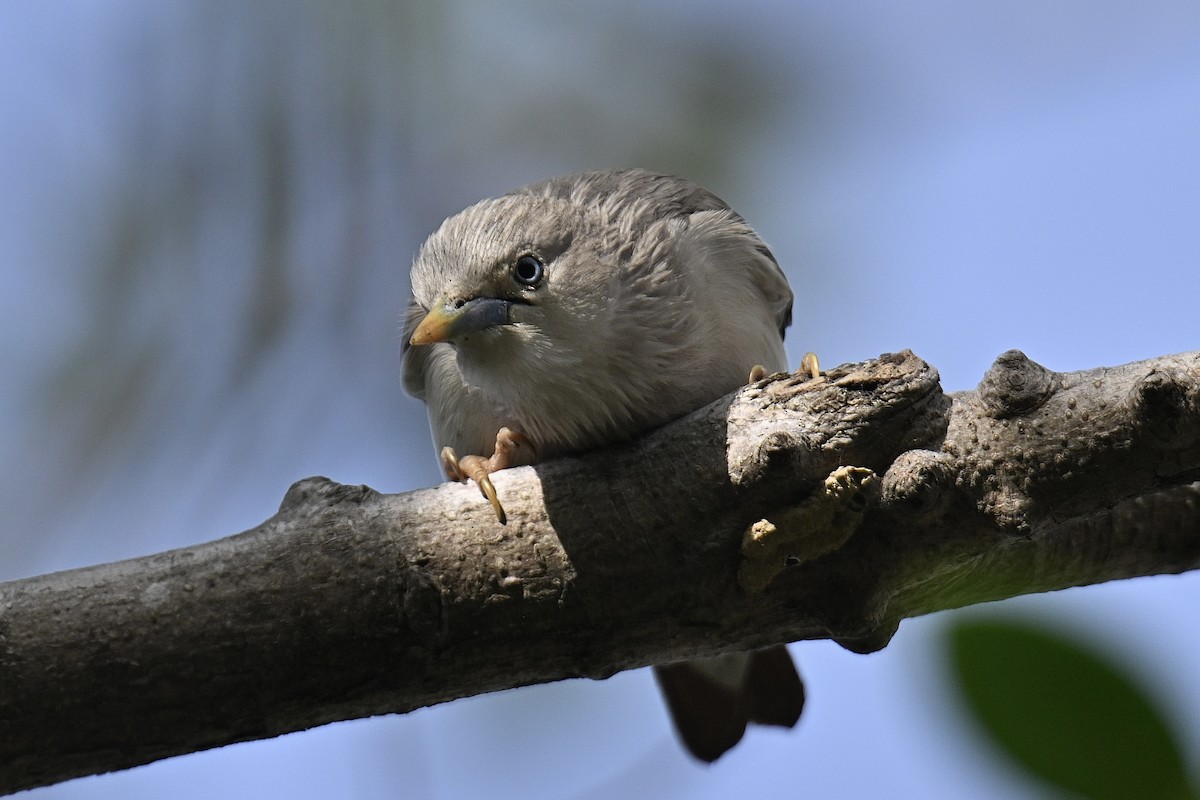 Chestnut-tailed Starling - ML646965944