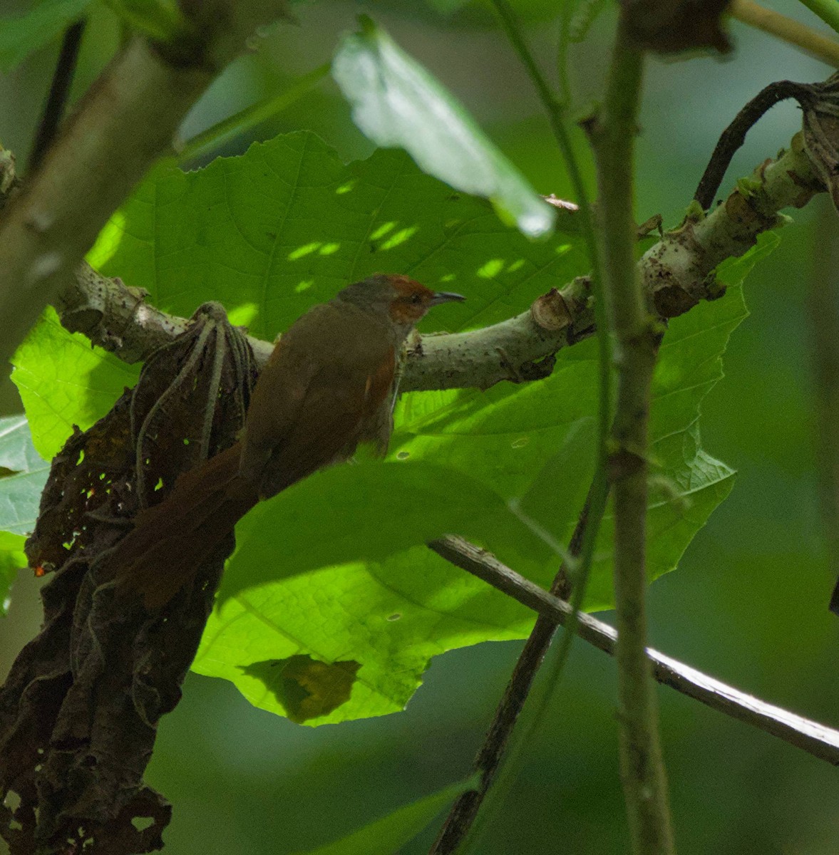 Red-faced Spinetail - ML646965945