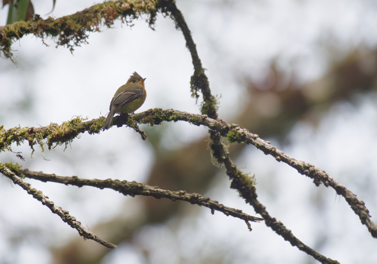 Tufted Flycatcher - ML646965957