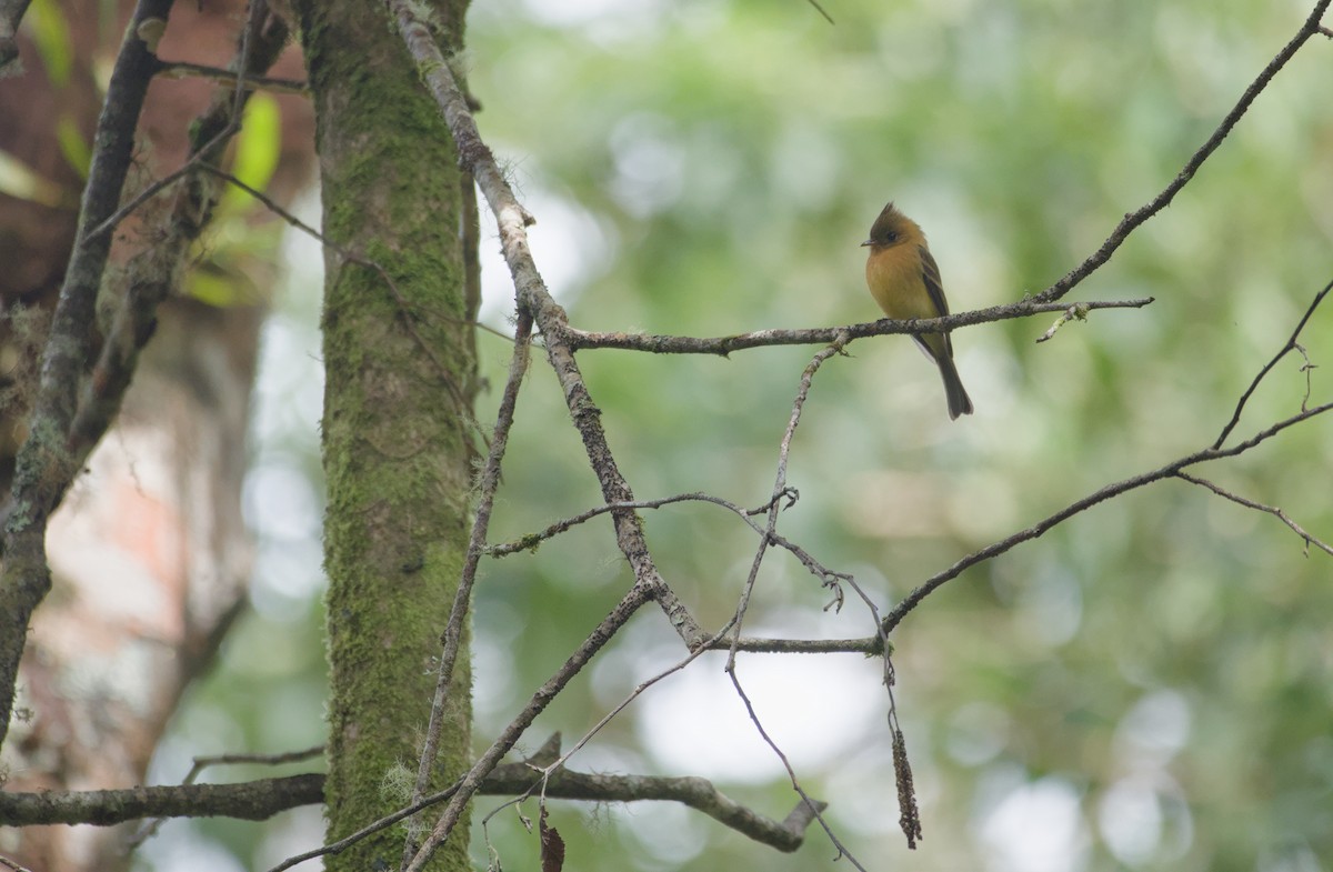 Tufted Flycatcher - ML646965958