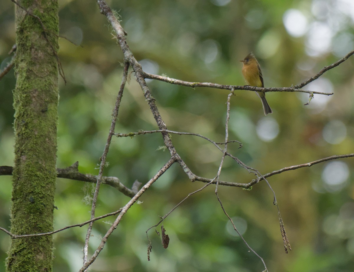 Tufted Flycatcher - ML646965959