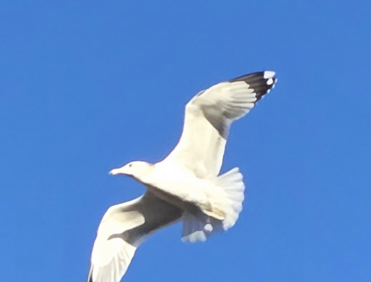 California Gull - ML646965960