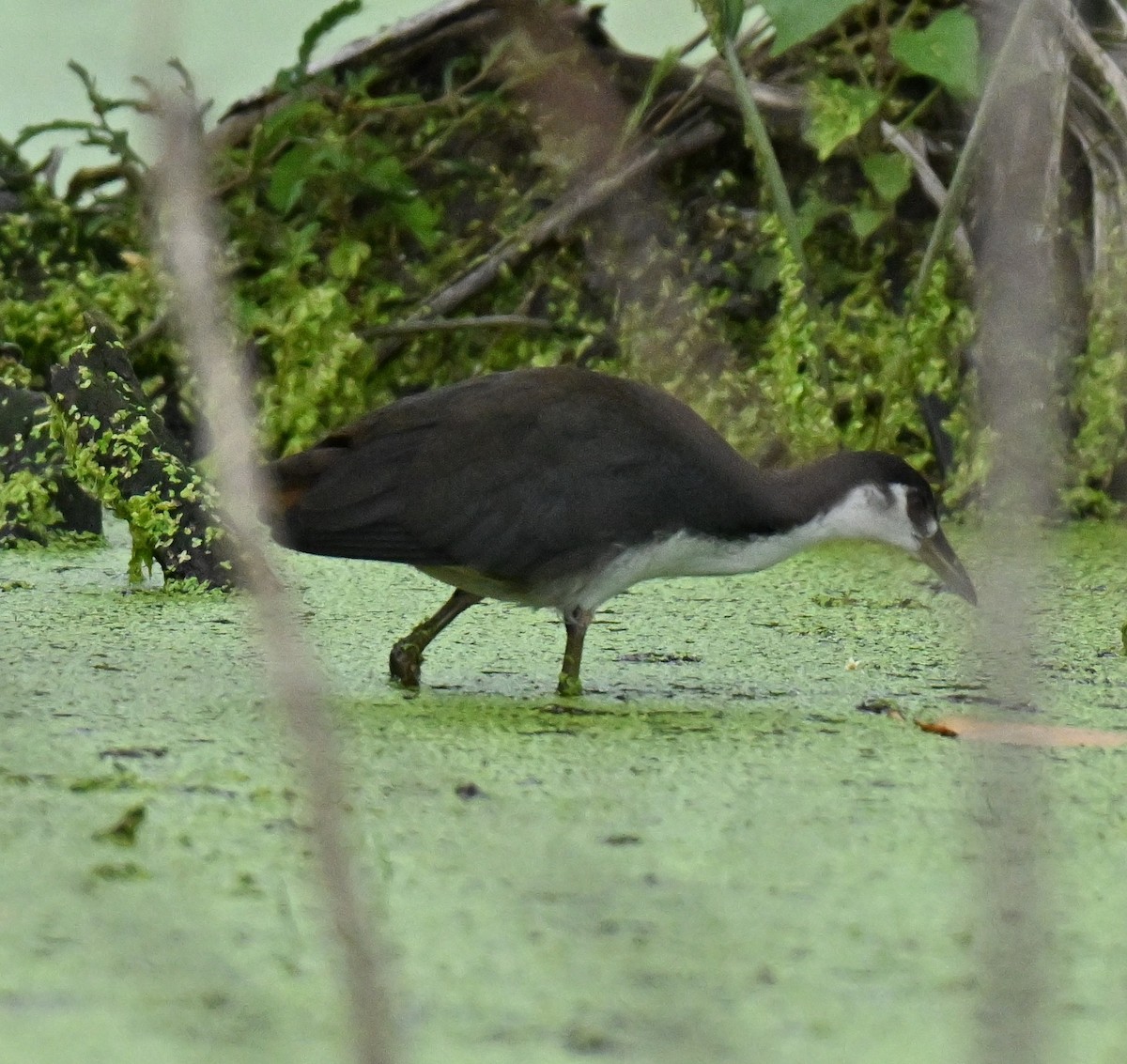 白腹秧雞 - ML646965962