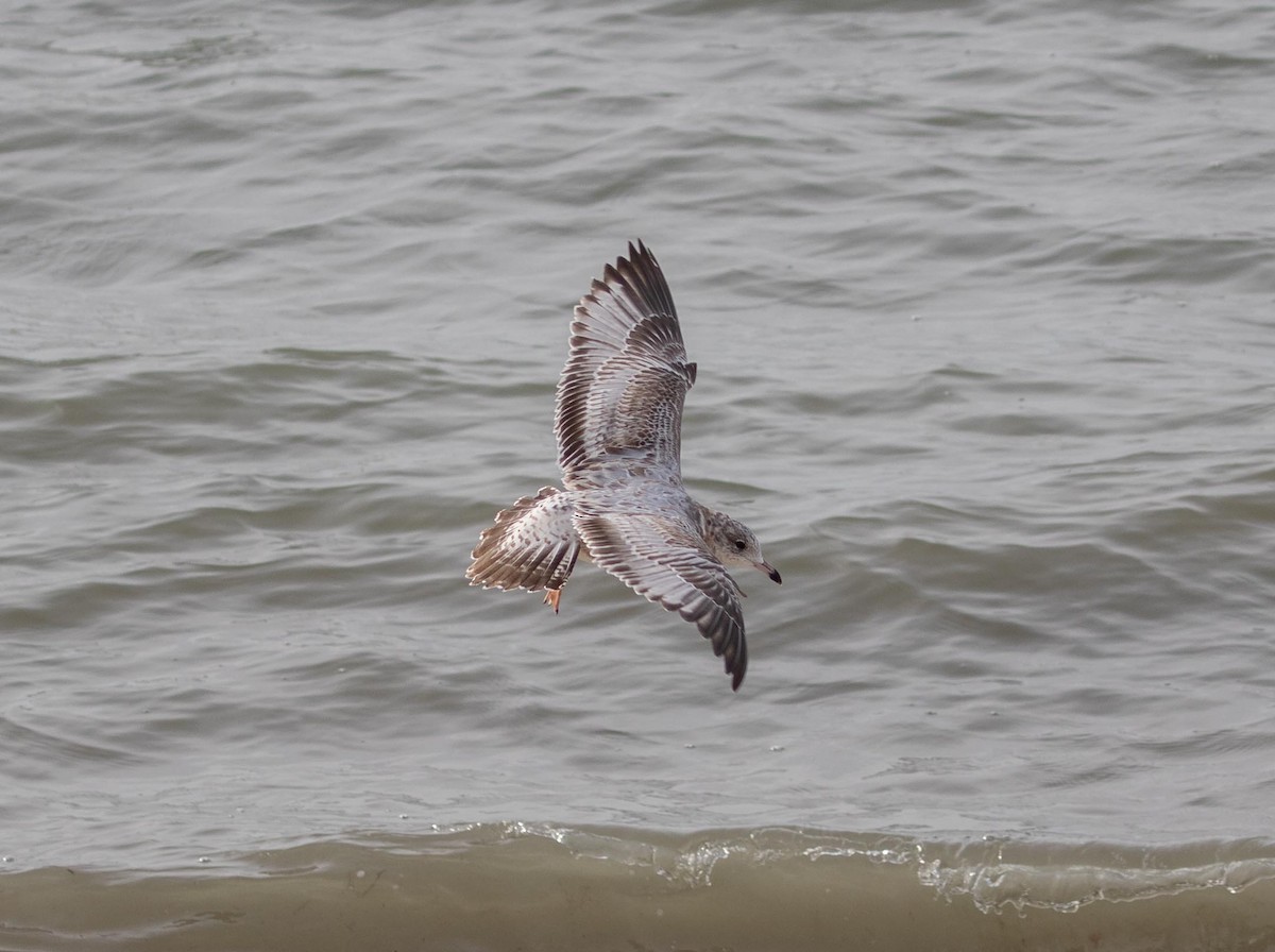 American Herring Gull - ML646965963