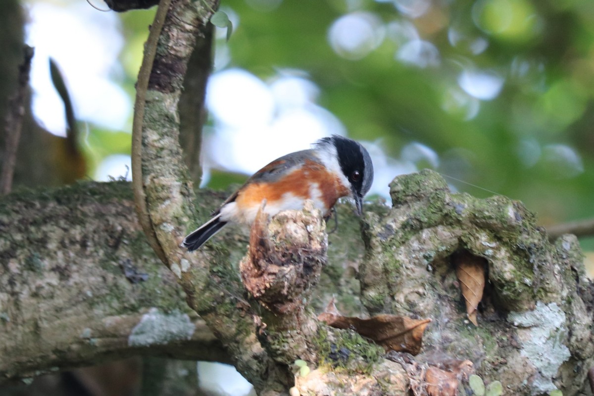 ムナグロセワタビタキ - ML646965964