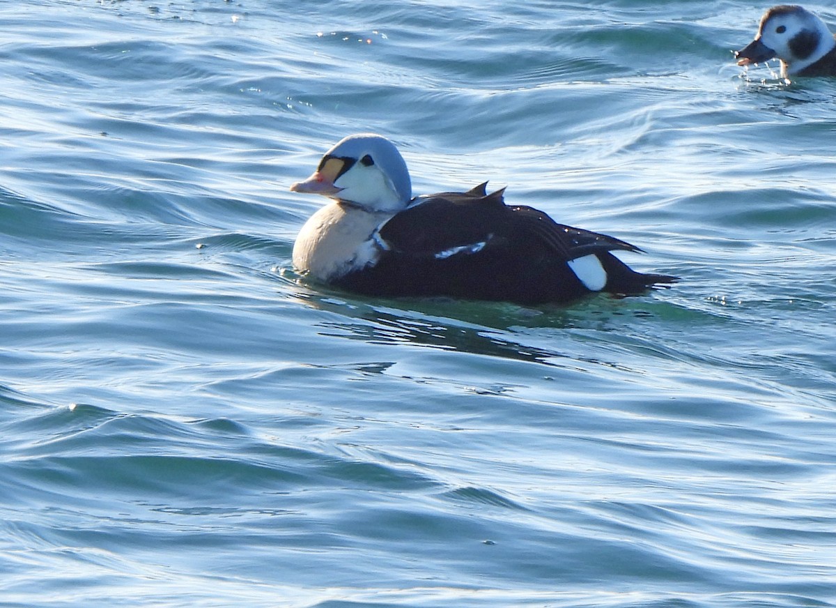 Гага-гребенушка - ML646965975