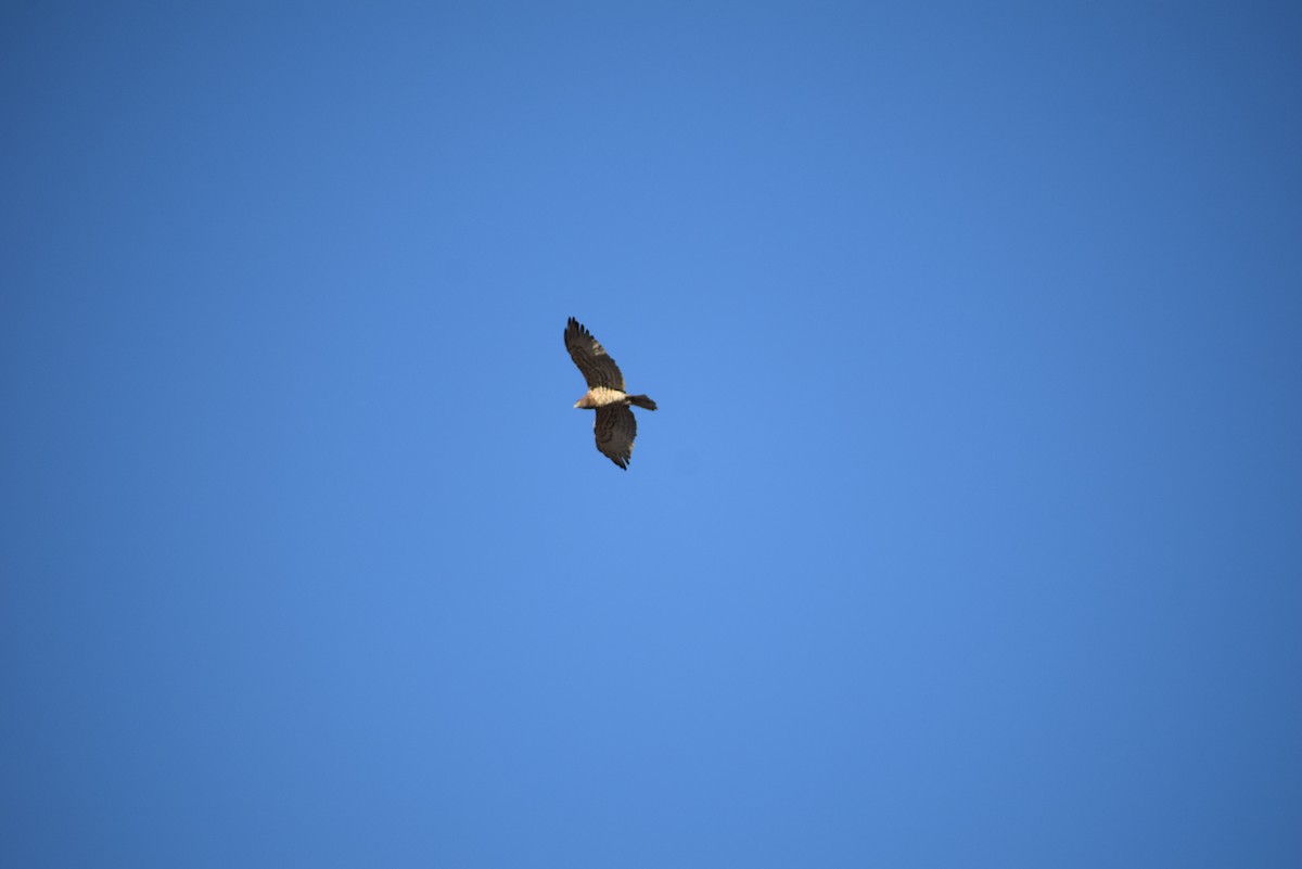 orlík krátkoprstý - ML646965982