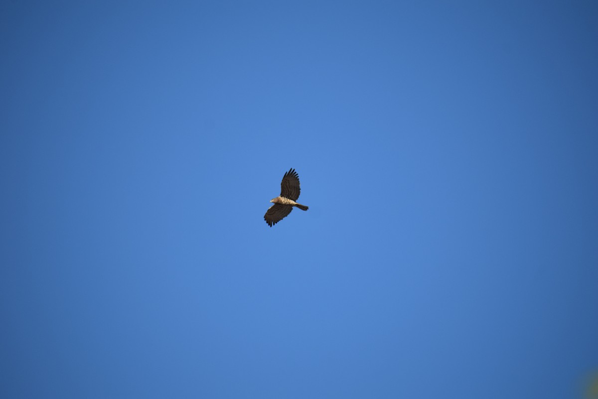 orlík krátkoprstý - ML646965983