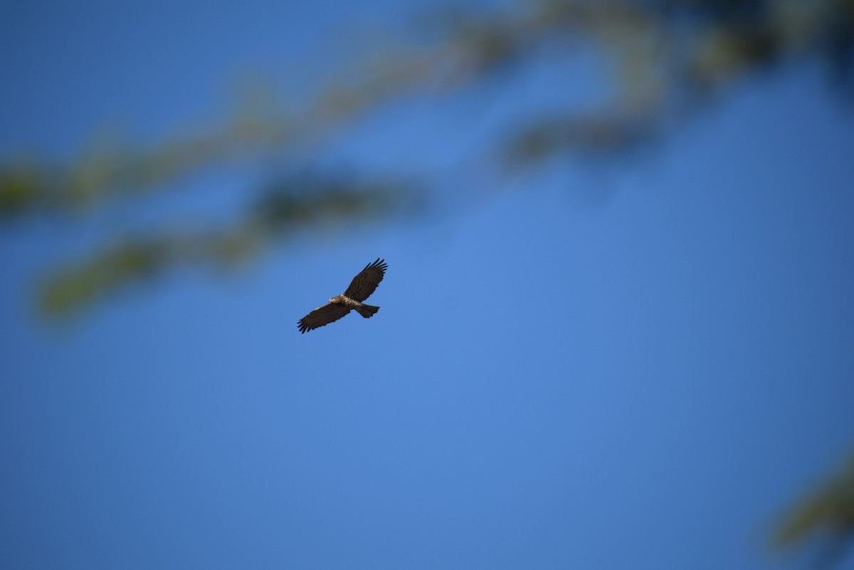 orlík krátkoprstý - ML646965984