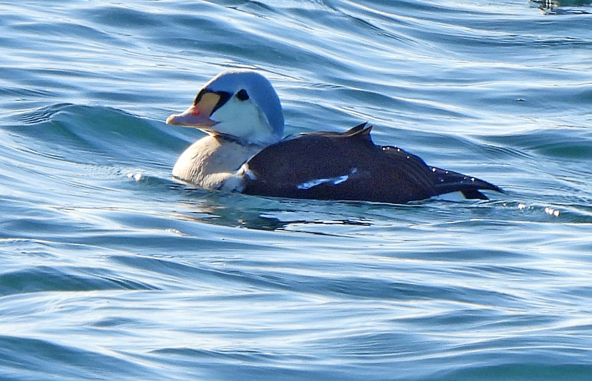 Гага-гребенушка - ML646965986