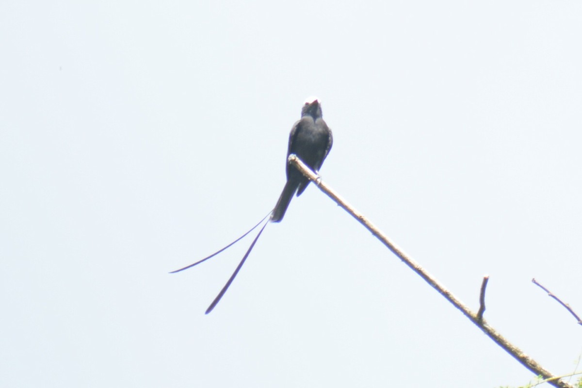Long-tailed Tyrant - ML646966005