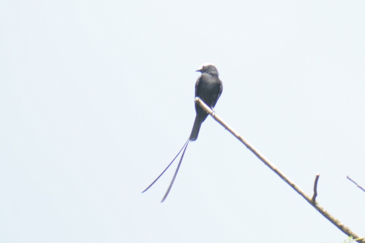 Long-tailed Tyrant - ML646966006