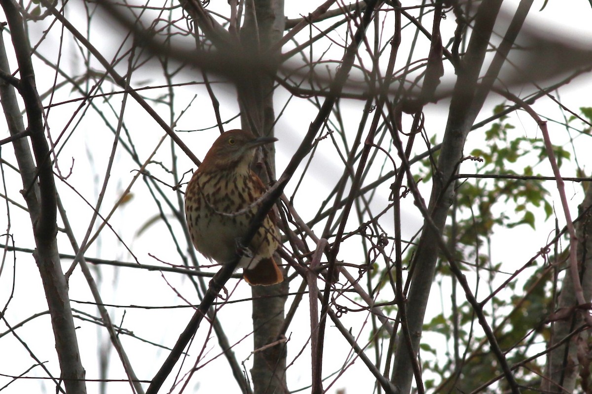 Cuitlacoche Rojizo - ML646966008