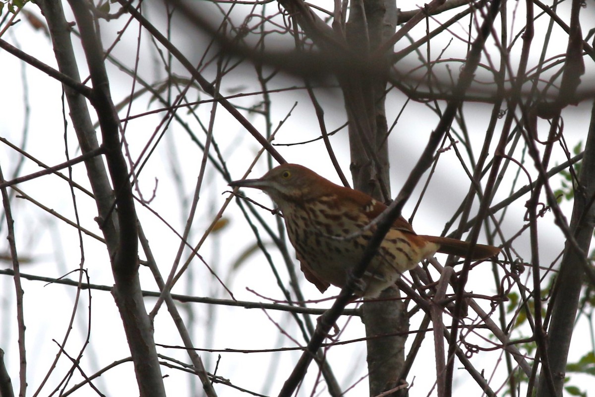 Cuitlacoche Rojizo - ML646966009