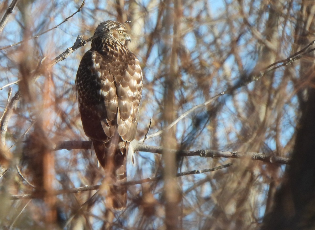 American Goshawk - ML646966011