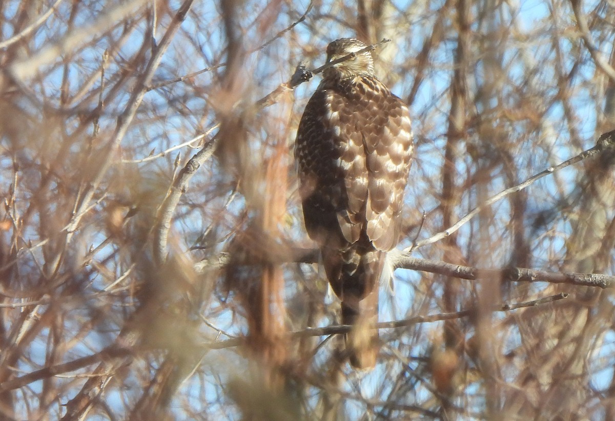 American Goshawk - ML646966013