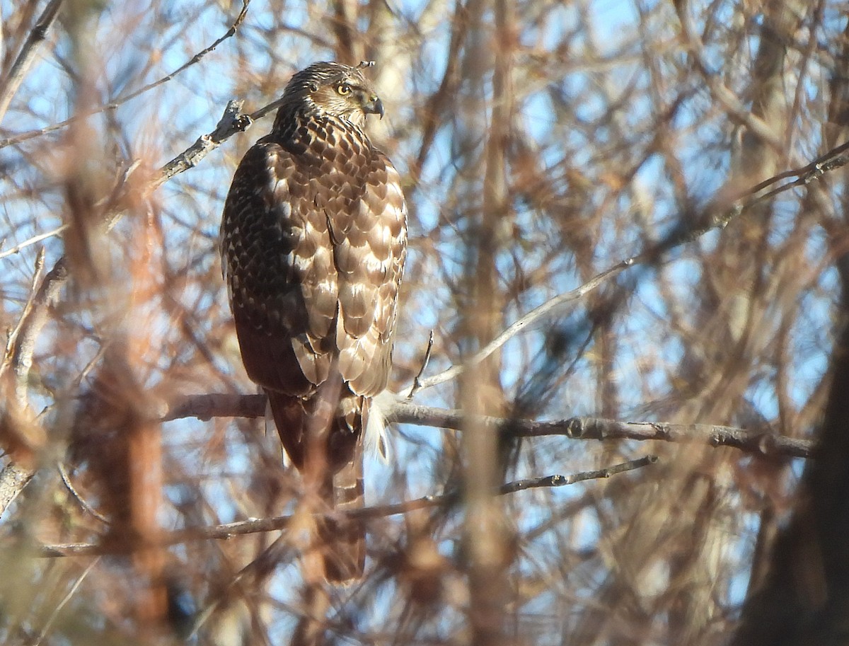 American Goshawk - ML646966017