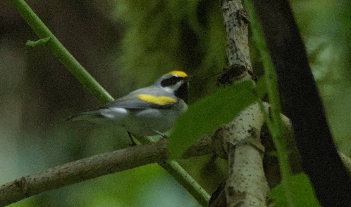 Golden-winged Warbler - ML646966018