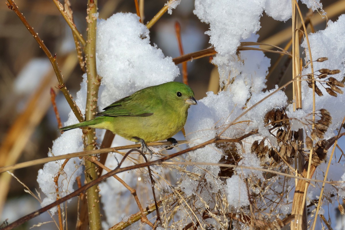 Painted Bunting - ML646966020