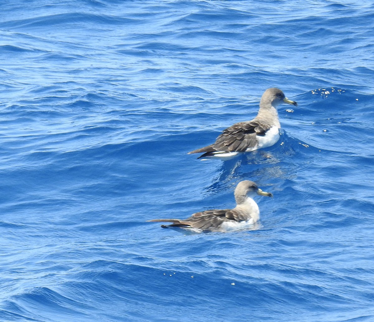 Scopoli's Shearwater - ML646966021