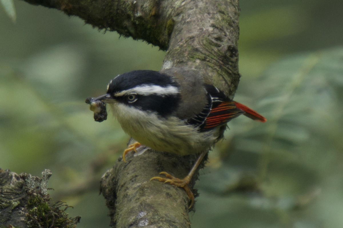 Мінла рудохвоста - ML646966022