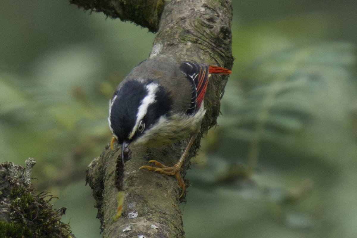 Мінла рудохвоста - ML646966023