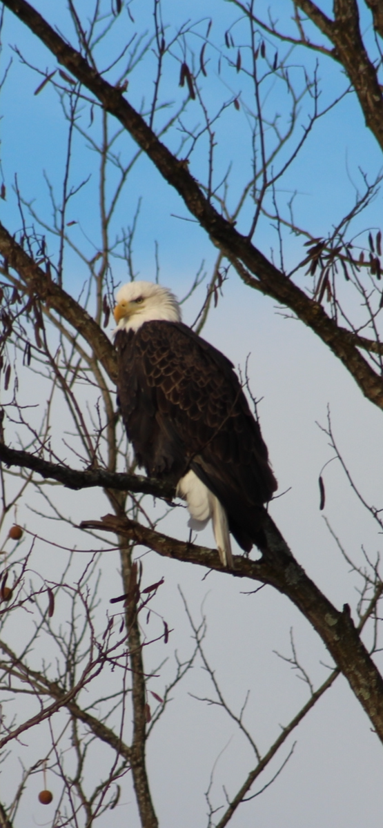Bald Eagle - ML646966024