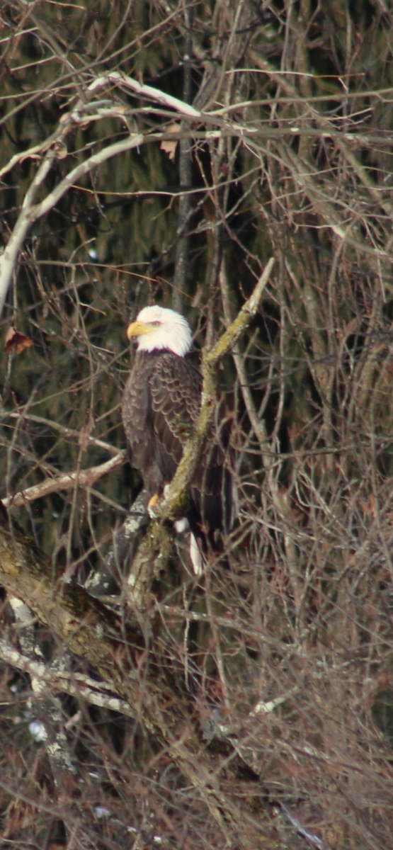 Bald Eagle - ML646966025