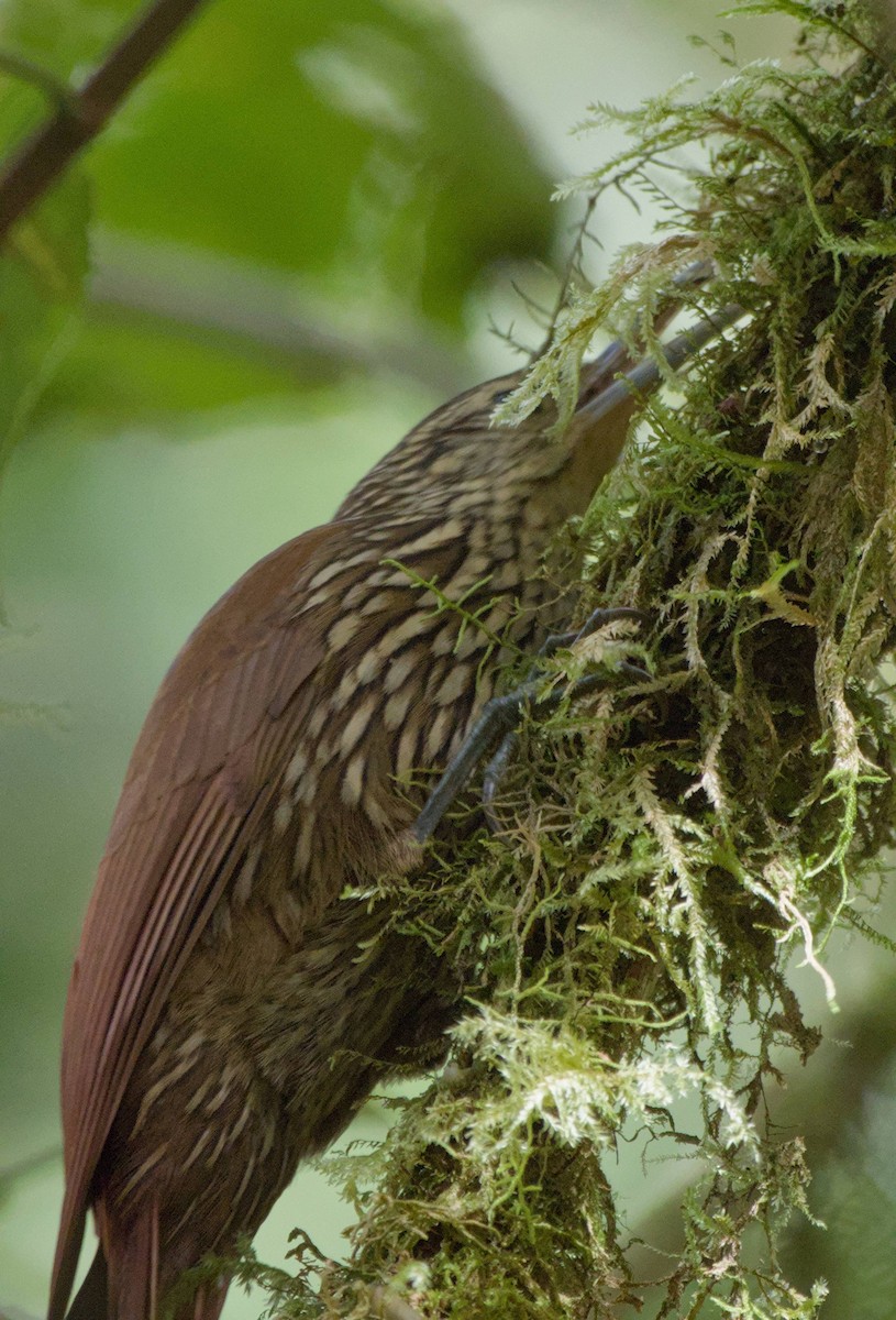 Spot-crowned Woodcreeper - ML646966029