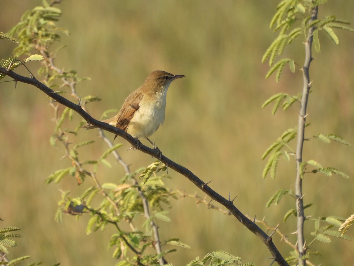 קנית אפריקנית - ML646966031