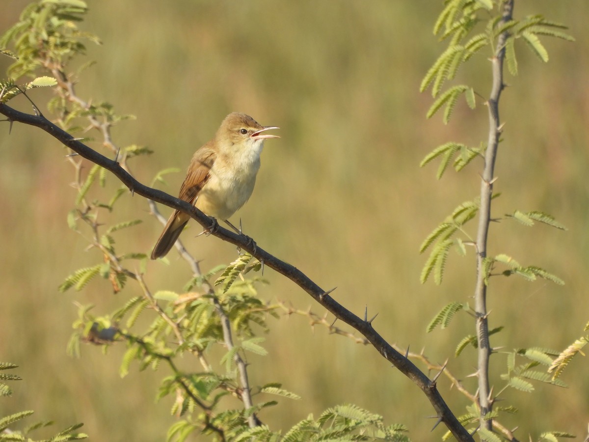 קנית אפריקנית - ML646966032