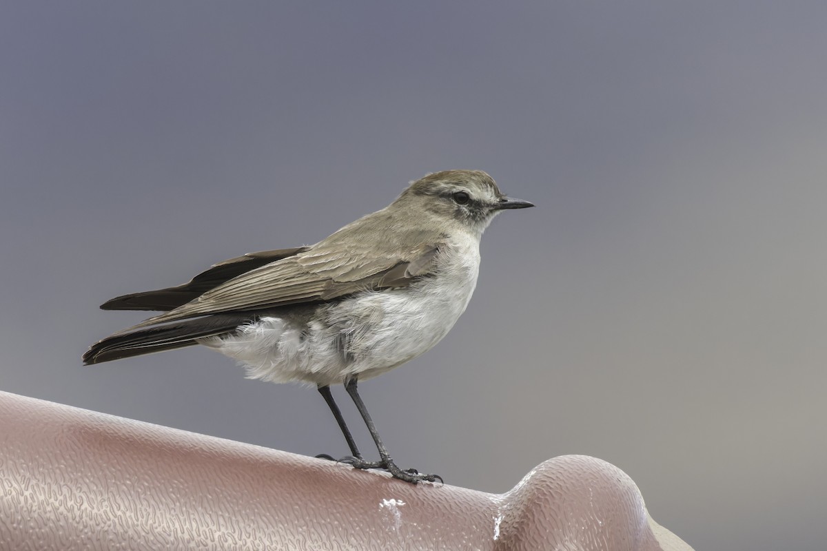 Plain-capped Ground-Tyrant - ML646966036