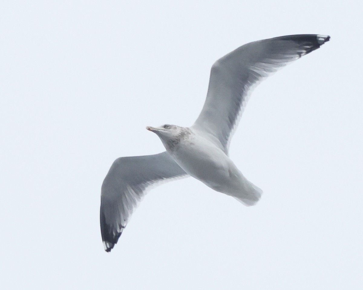 Kanadamöwe - ML646966039