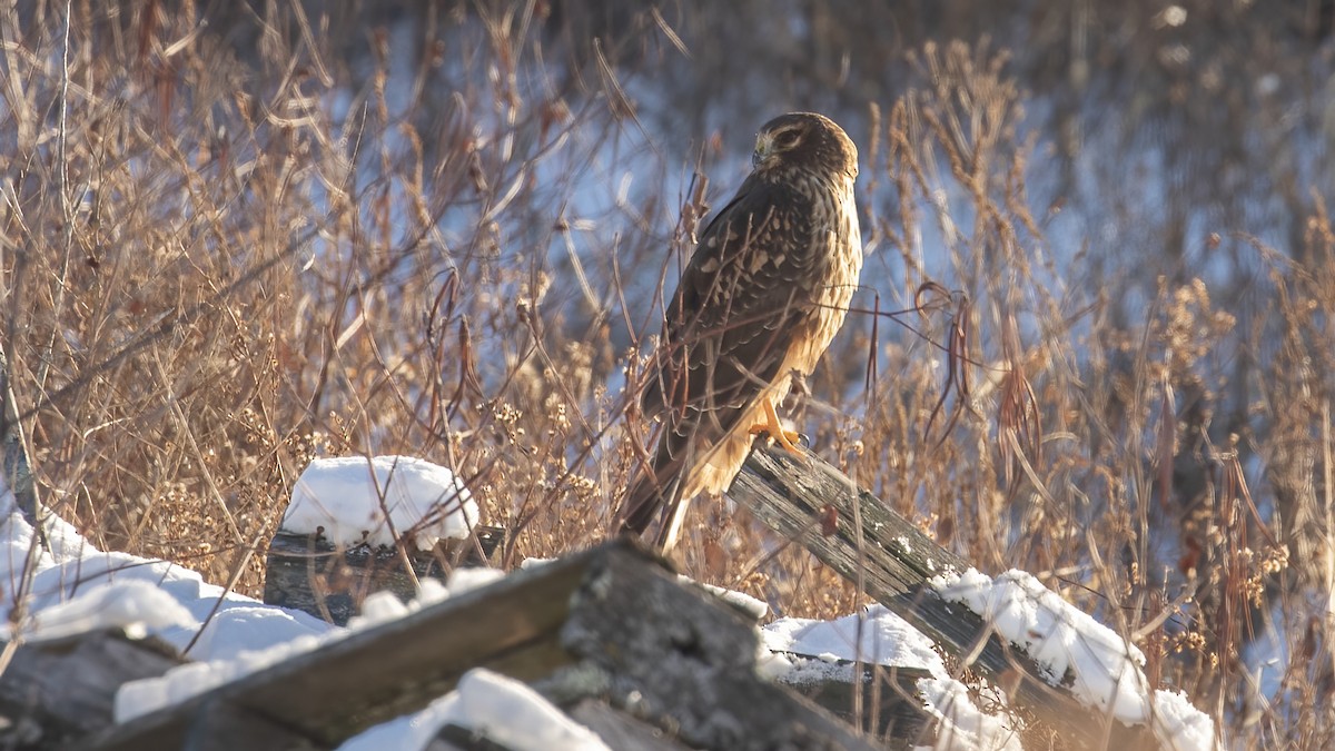 זרון אמריקני - ML646966040