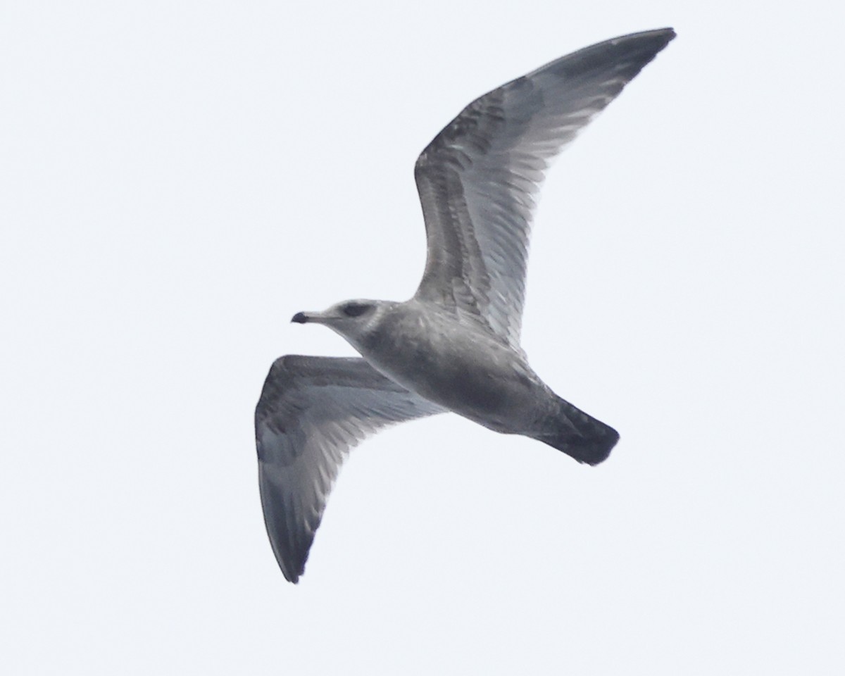 Kanadamöwe - ML646966041