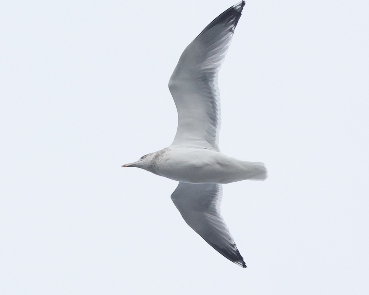 Kanadamöwe - ML646966043